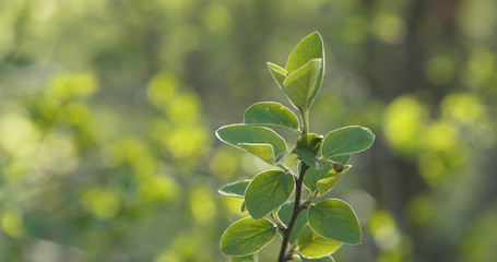 spring cotoneaster leaves in the morning