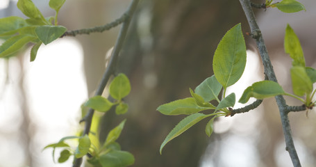 spring leaves in the morning