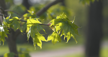 first leaves on maple tree