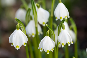 lilly of the valley close up