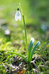 single snowdrop in sunlight