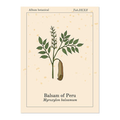 Balsam of Peru Myroxylon balsamum , medicinal plant - obrazy, fototapety, plakaty