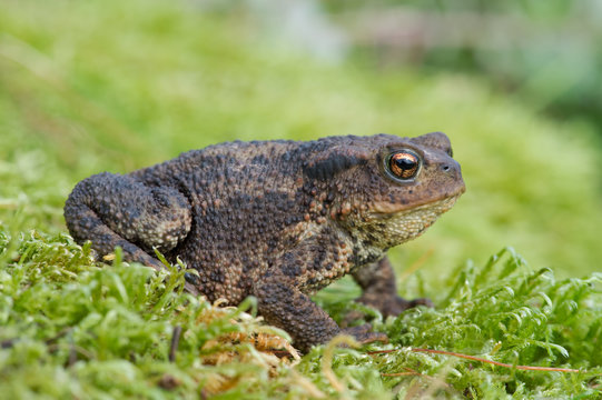 Common Toad (Bufo bufo)/Toad in thick green moss