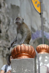 Batu Caves Kuala Lumpur