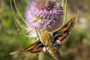 macro hawk moth macro detail extracting nectar from a thistle in springtime bugs, insect