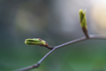 closeup of first spring leaves on tree