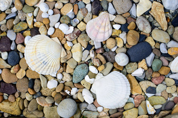 Round sea stones and sea shells textured background