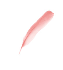 coral pink feather on white background 