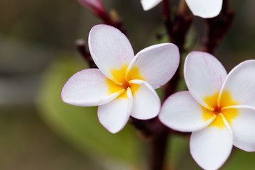 plumeria flowers, plumeria on the plumeria tree .