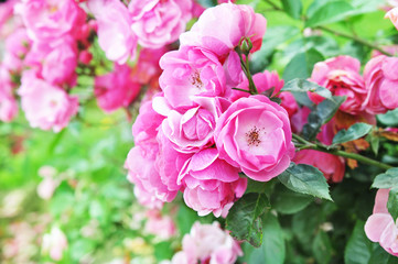 Fototapeta premium Summer blossoming delicate roses in garden, rose blooming flowers shrub, pastel and soft bouquet floral card, selective focus, shallow DOF