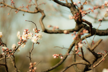 Plum Blossoms