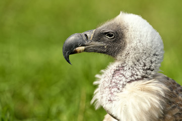 gänsegeier