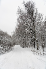 The country road in Izmaylovsky park in the winter in the daytime.