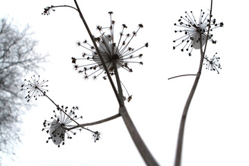 The plant umbrella on which the snow lies.