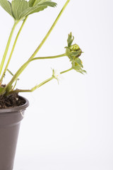 .Strawberry nursery white isolated background