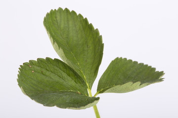 .Strawberry nursery white isolated background