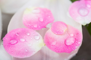 spring, summer, nature concept. close up of gorgeous thin petals that are floating on the surface of water, there are lots of small transparent drops on them