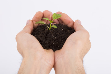 Sprouted white background in palm