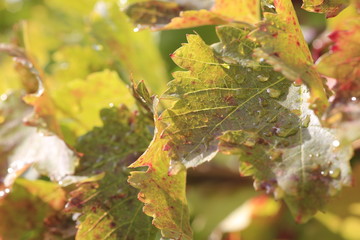 autumn wine leafs in vineyard