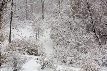 Naklejka premium Snow-covered branches of trees during a winter snowfall 