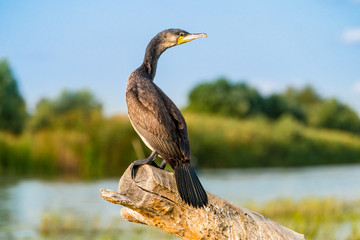 Cormorant in Danube Delta