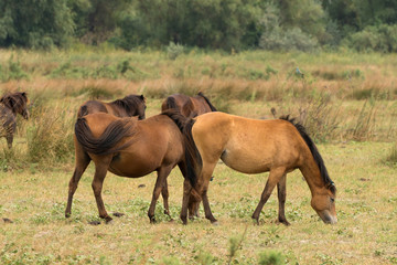 Letea Wild Free Horses in Danube Delta Romania