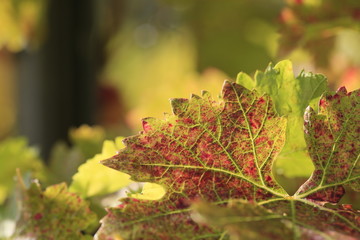 coloured wine leafs in vineyard
