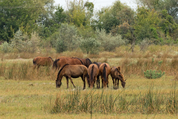 Naklejka na ściany i meble Letea Wild Horses in Danube Delta Romania