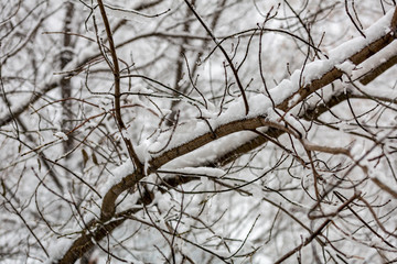 Snow-covered branches of trees during a winter snowfall
