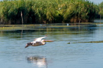 Flying Pelican in the Danube Delta, Romania