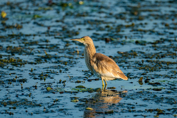 Squacco Heron (Ardeola ralloides) in Danube Delta, Romania