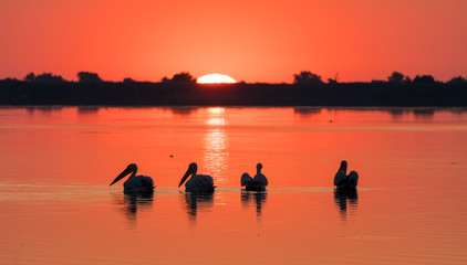 Sunrise in Delta Dunarii (Danube Delta) and Pelican colony