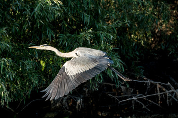 Wild Grey Heron bird in the Danube Delta Romania