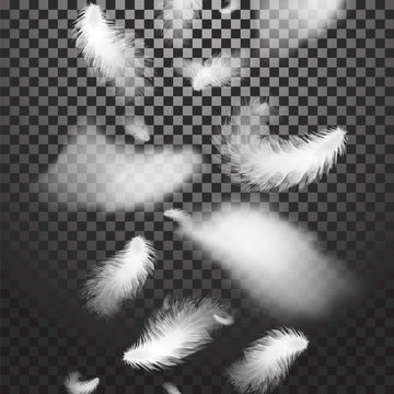 The falling twirled realistic feathers isolated on a transparent background. Easy style, can be used in flyers, banners, a web. Elements for design. Vector illustration. EPS 10.