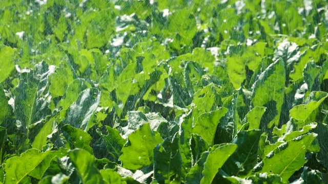 Treatment of sugar beet against pests, insects, plant diseases. Slow motion. HD