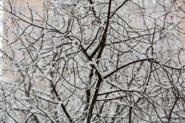 Snow-covered branches of trees during a winter snowfall
