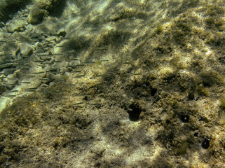 Underwater landcape in Hvar croatia