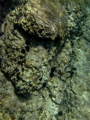 Underwater landcape in Hvar croatia