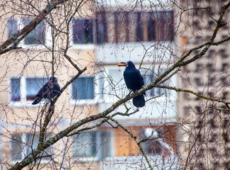 Raven