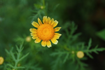春菊の花