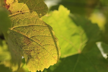colorful wine leaf in vineyard