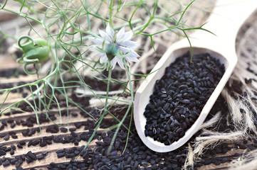 Black cumin (nigella sativa or kalonji) seeds in spoon on cumin plant background, selective focus