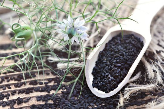 Black cumin (nigella sativa or kalonji) seeds in spoon on cumin plant background, selective focus