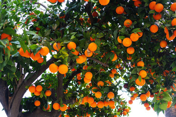 Orange Tree near the stone house. Ripe orange fruit.