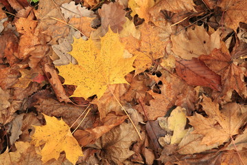 colorful maple leaf in forest