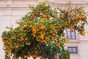 Fototapeta na wymiar Orange Tree near the stone house. Ripe orange fruit.
