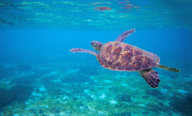 Sea tortoise in sea water. Marine green sea turtle closeup. Wildlife of tropical coral reef.