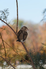 Sparrow on a tree
