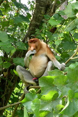 Nasenaffe - Bako Nationalpark Malaysia