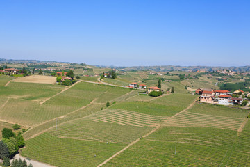 Landscape with vineyards from Langhe,Italian agriculture